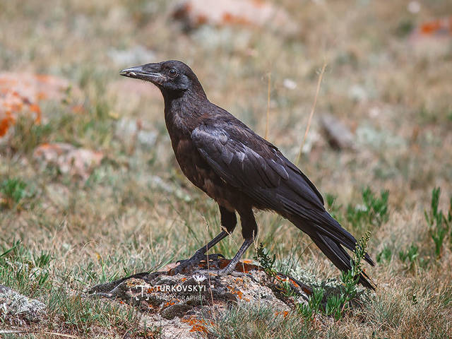 Грач (Corvus frugilegus). Птицы Кыргызстана.